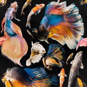 Goldfish - Anthracite image