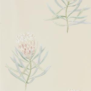 Protea Flower - Russet / Green image