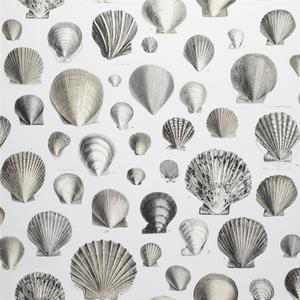 Captain Thomas Brown'S Shells - Pearl image
