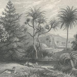 Jungle Land - Vintage image