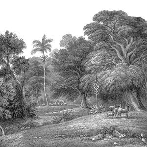 Jungle Land image