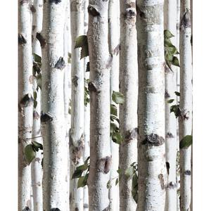 Young birches forest image