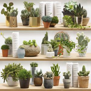 Stylized cactus on shelves image