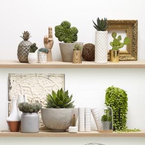 "Cactus shelves" single strip image