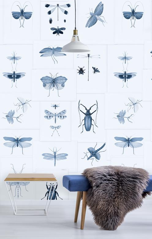 Entomology - Blue image