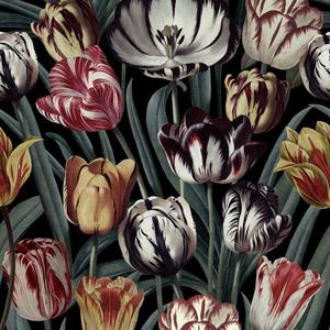 Tulipa - Dark image