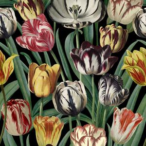 Tulipa image