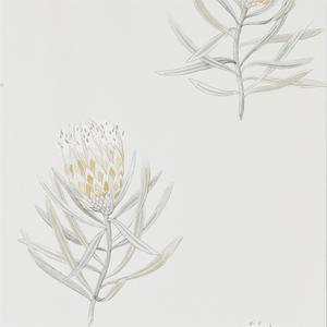 Protea Flower - Daffoldil / Natural image