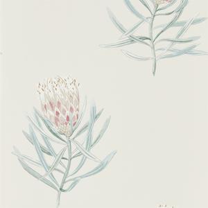 Protea Flower - Porcelain / Blush image