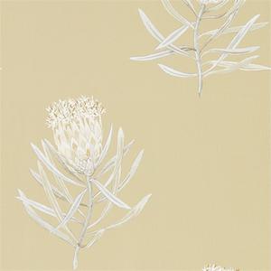 Protea Flower - Sepia / Champagne image