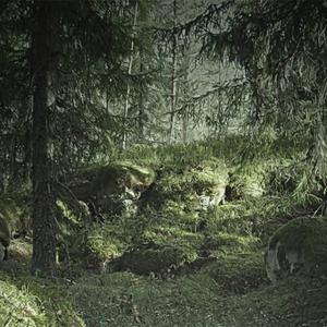 Virgin Forest image