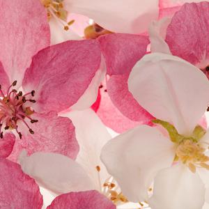Apple Blossom image