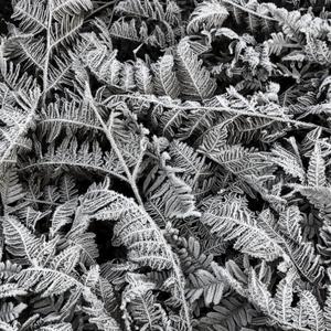 Frost Leaf image
