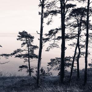 Old Pine Trees image